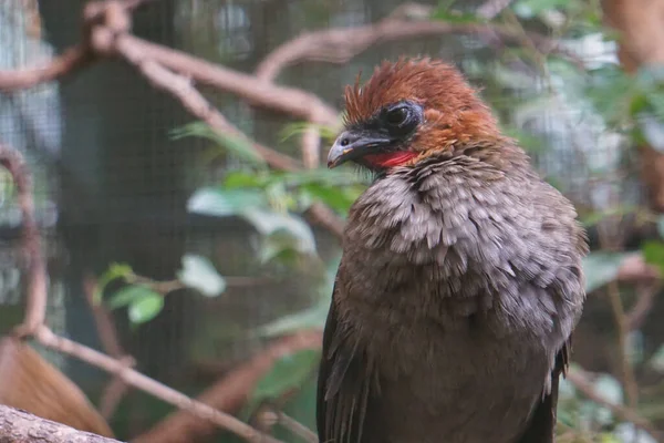 Kleine Chachalaca Mit Bäumen Und Blättern Verschwommenem Hintergrund — Stockfoto