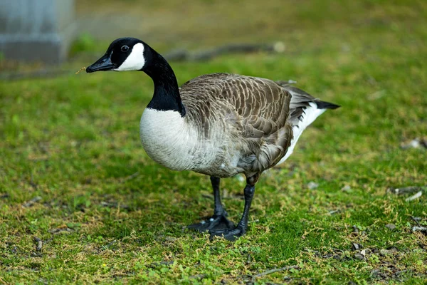 A scenic view of a Canadian wild goose on a farm in a blurred background