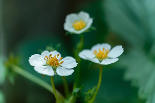 Tiro Close Pequenas Flores Brancas Jardim Fundo Borrado — Fotografia de Stock