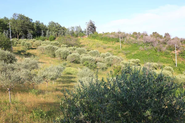 Uitzicht Een Veld Van Teelt Van Olijfbomen Ligurië Handig Voor — Stockfoto