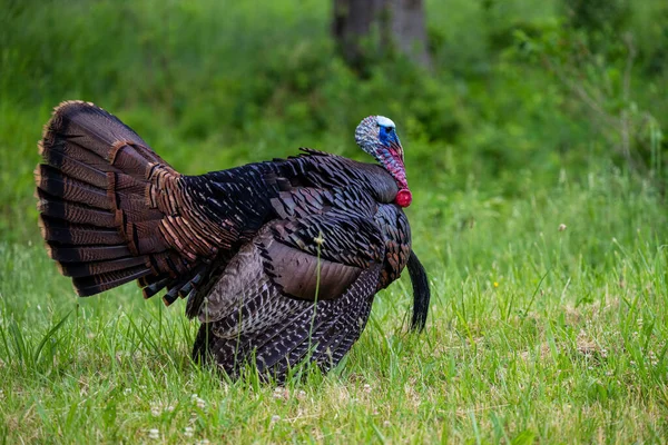 Domestic Turkey Meleagris Gallopavo Domesticus Field — Stock Photo, Image