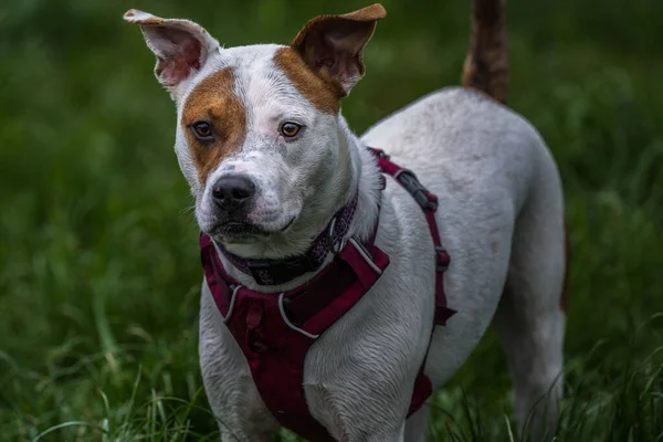 Kahverengi Beyaz Melez Bir Köpek Bir Gözü Bantlı Yeşil Bir — Stok fotoğraf