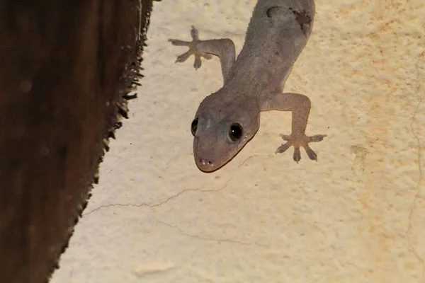 Macro Shot Common Gecko Gekkonidae Crawling Ground — Stock Photo, Image