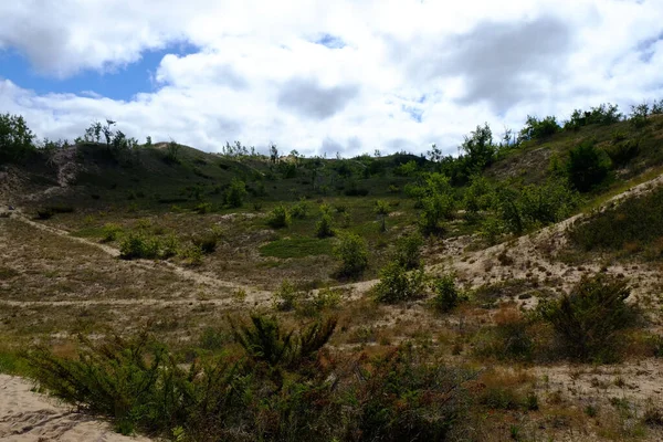 Hermoso Paisaje Salvaje Con Diferentes Plantas — Foto de Stock