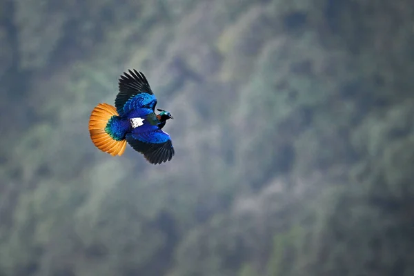 飛行中のヒマラヤザル Lophophorus Impjanus の選択 — ストック写真