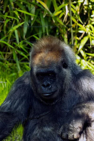 Disparo Vertical Gorila Del Congo Zoológico Del Bronx —  Fotos de Stock