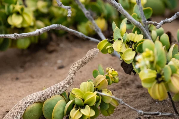 Víbora Cuernos Saharauis Cerastes Cerastes Serpiente Arena Desierto Namib —  Fotos de Stock