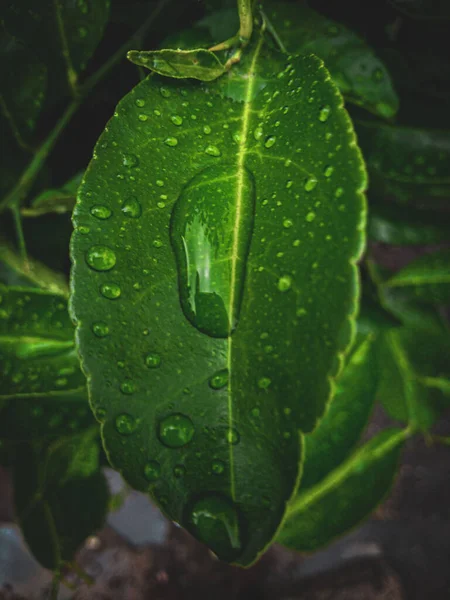 Detailní Záběr Zeleného Vodítka Kapkami Vody — Stock fotografie