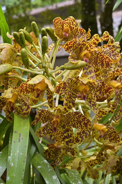 Chiamata Anche Orchidea Gigante Canna Zucchero Più Grande Specie Orchidea — Foto Stock