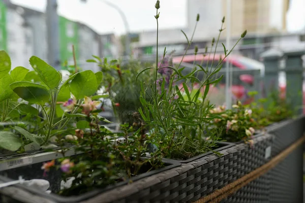 Gros Plan Plantes Vertes Dans Pot Pour Une Décoration Café — Photo