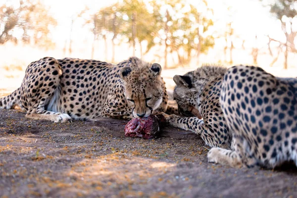 Egy Közeli Felvétel Gyönyörű Gepárdokról Namíbiában Földön Fekve — Stock Fotó