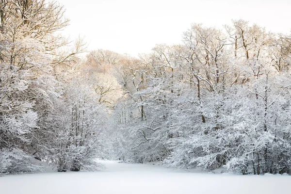 デンマークの雪に覆われた森の中の美しい冬の風景 — ストック写真