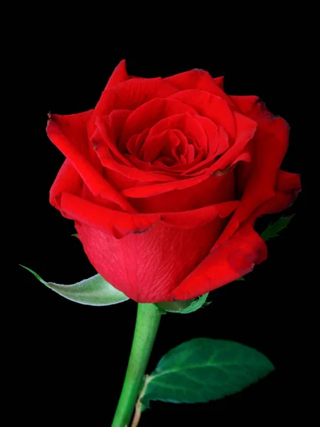 Plano Vertical Una Hermosa Rosa Roja Aislada Sobre Fondo Negro — Foto de Stock