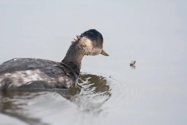 Visto Olhar Para Uma Abelha Indefesa Flutuar Lago Grebe Podiceps — Fotografia de Stock