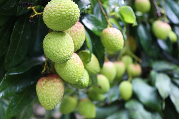 Primo Piano Gustoso Sano Gruppo Litchi Una Fattoria Raccolta Uno — Foto Stock