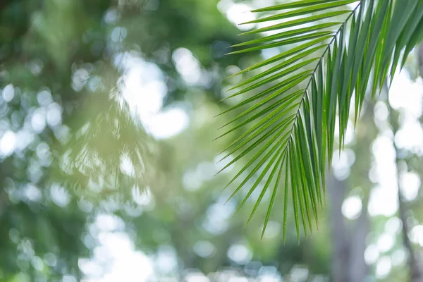 Closeup Palm Tree Leaf Blurry Background Shallow Focus — Stock Photo, Image
