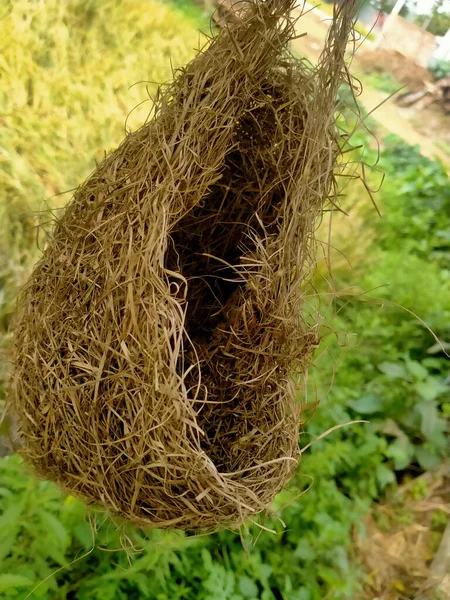 Een Verticale Close Van Het Vogelnest Van Weaver Geselecteerde Focus — Stockfoto