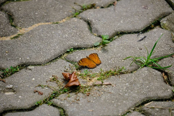 Close Shot Butterfly Next Dry Leaf Cobblestone — Stock Photo, Image