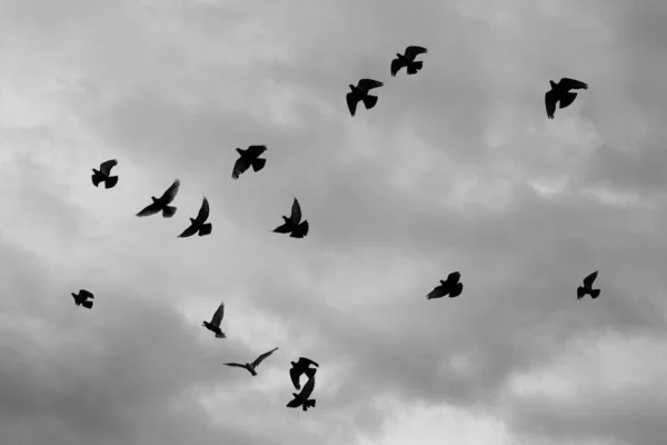 Tiro Ângulo Baixo Silhuetas Pássaros Que Voam Céu Nublado Escuro — Fotografia de Stock