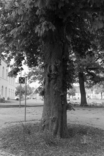 街の木黒と白の通り — ストック写真