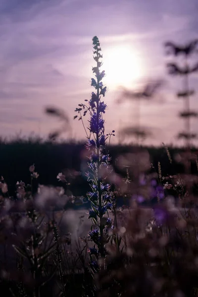 Mor Çayır Adaçayı Çiçeklerinin Dikey Yakın Çekimi Gün Batımında Bir — Stok fotoğraf