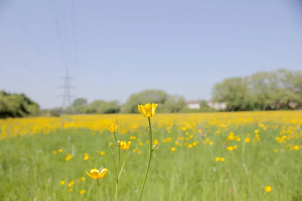 Krásný Záběr Žlutých Divokých Květin Zelené Louce — Stock fotografie