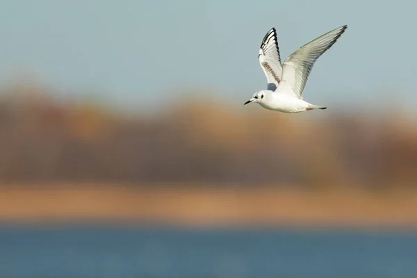 Little Gull Flying Lake Overholser — Φωτογραφία Αρχείου