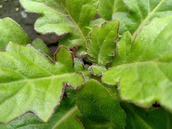 Ένα Κοντινό Πλάνο Των Πράσινων Φυτών Gynura Divaricata Λεπτές Τρίχες — Φωτογραφία Αρχείου