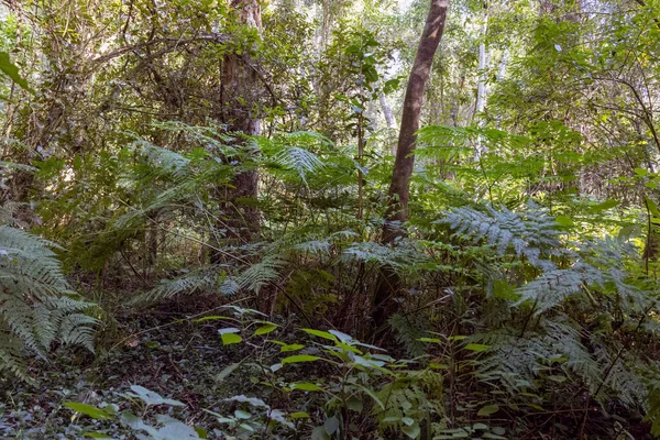 Krásný Knysna Forest Nachází Zahradní Cestě Jižní Afriky — Stock fotografie