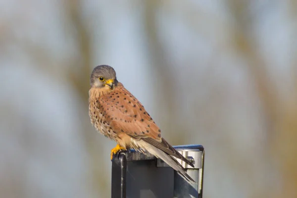 Een Selectieve Focus Shot Van Gewone Torenvalk Falco Tinnunculus — Stockfoto