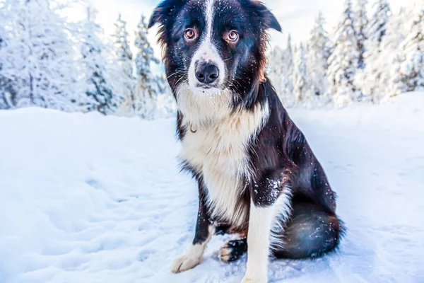 Ένα Κοντινό Πλάνο Ενός Σκύλου Που Κάθεται Στο Χιόνι Στην — Φωτογραφία Αρχείου