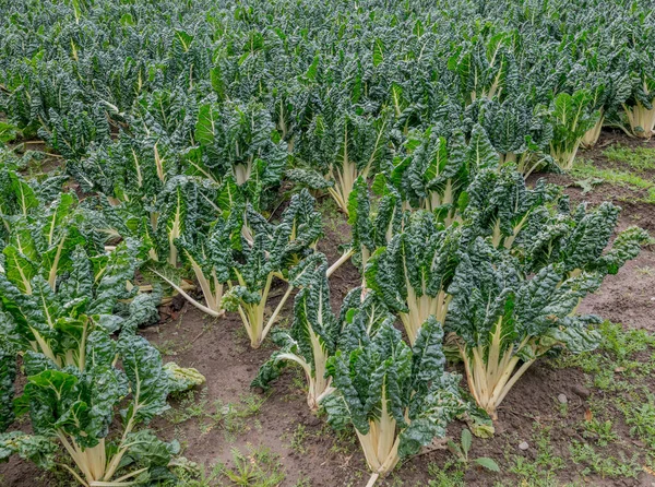 Beterraba Prateada Crescendo Comercialmente Campo Externo Com Solos Primeira Classe — Fotografia de Stock