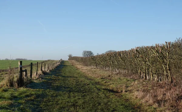 Ngiltere Nin Essex Kırsalındaki Çiftliklerle Çevrili Yeşil Bir Yolun Manzaralı — Stok fotoğraf