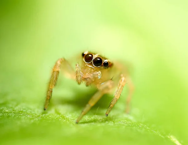 Detailní Makro Záběr Žlutého Skákajícího Pavouka Mnoha Očima Zeleném Listu — Stock fotografie