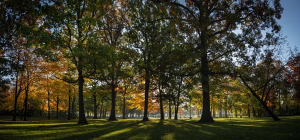 公園内の木々の美しい景色 — ストック写真