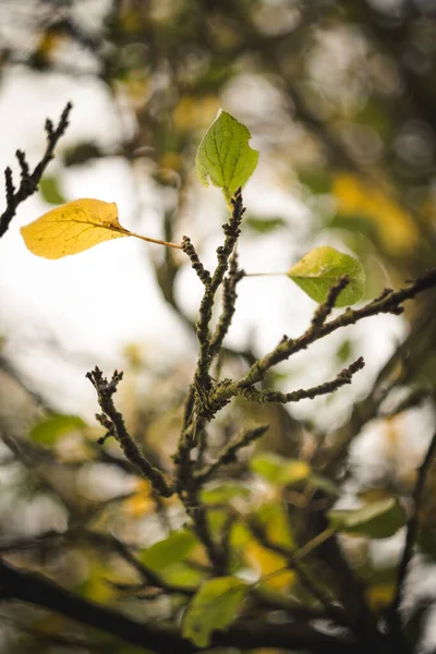 Вертикальный Селективный Фокус Ветки Дерева Зелеными Желтыми Листьями — стоковое фото