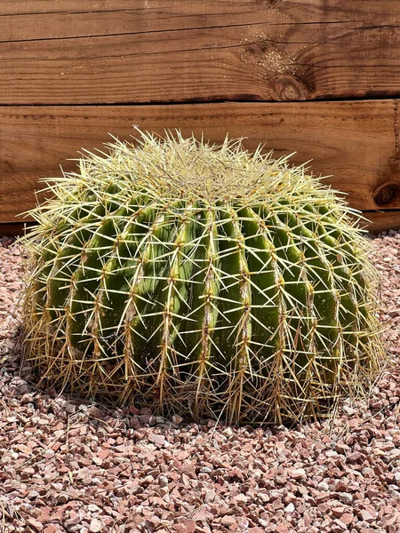 Vertikal Bild Gyllene Fat Kaktus Växer Krossade Röda Stenar Trä — Stockfoto