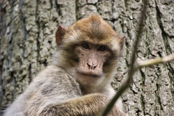Tiro Close Macaco Parque Animais Fundo Embaçado — Fotografia de Stock