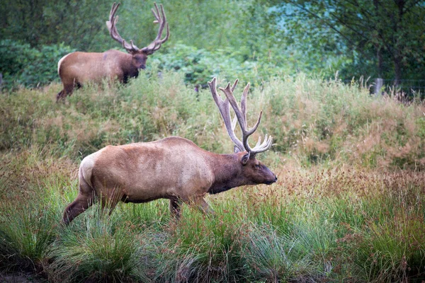 Två Rådjuren Med Stora Horn Skogen — Stockfoto