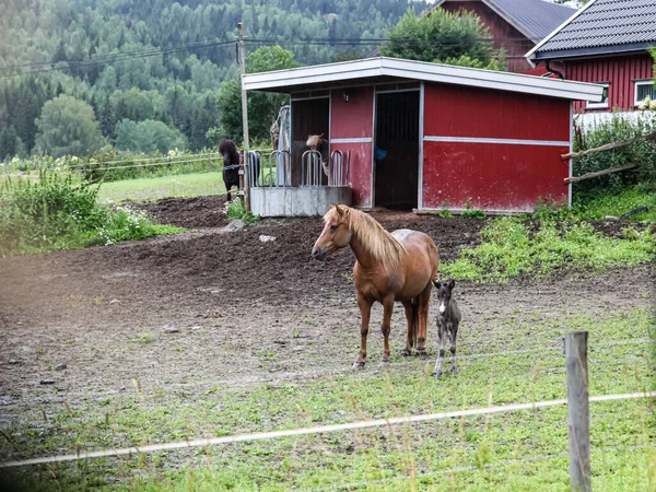 Hnědý Kůň Malý Osel Před Červeným Domem Ranči — Stock fotografie