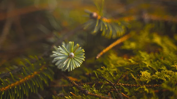 Closeup Spruce Branches Ground Forest — Stock Photo, Image