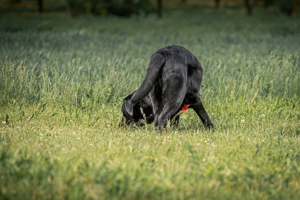 Een Zwarte Vizsla Hond Snuffelt Aan Het Gras Een Zonnige — Stockfoto