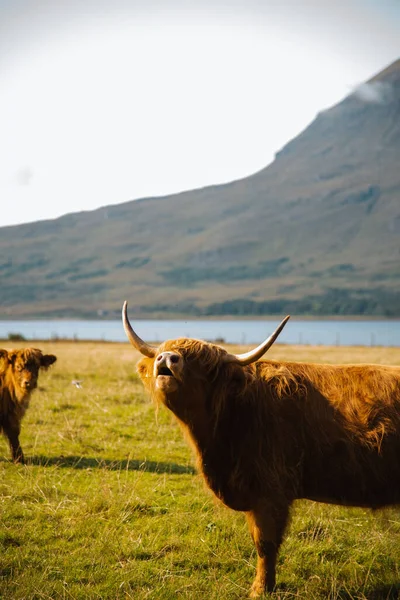 View Beautiful Highland Cows Grazing Field Sunny Day — Stock Photo, Image