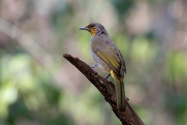 Kilóg Miközben Szemben Balra Stripe Torkú Bulbul Pycnonotus Finlaysoni Thaiföld — Stock Fotó