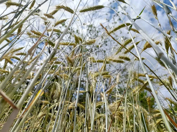 Низкий Угол Выстрела Зеленых Пшеничных Растений Поле Солнечным Светом Голубым — стоковое фото