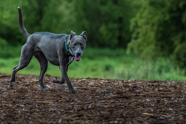 Ένας Γκρίζος Σκύλος Μικτής Ράτσας Που Περπατάει Από Αριστερά Προς — Φωτογραφία Αρχείου