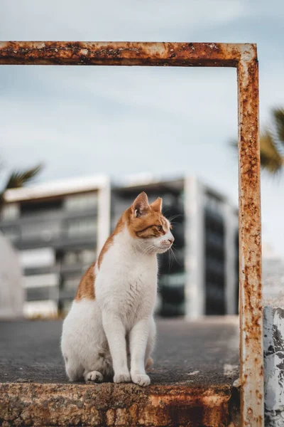 Photo Red White Cat Sitting Metal Frame Street Antalya Palm — Stock Photo, Image