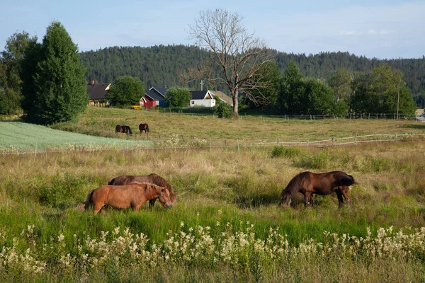 Grupo Cavalos Pastando Campo Com Casas Rurais Fundo — Fotografia de Stock