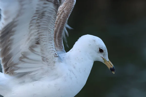 Κοντινό Πλάνο Ενός Γλάρου Δακτυλίους Larus Delawarensis Φτερά Του Επάνω — Φωτογραφία Αρχείου