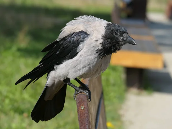 Gros Plan Oiseau Corbeau Mignon Debout Sur Banc Dans Parc — Photo